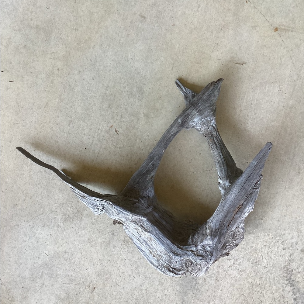 Real Wood, One-Piece Tree Root